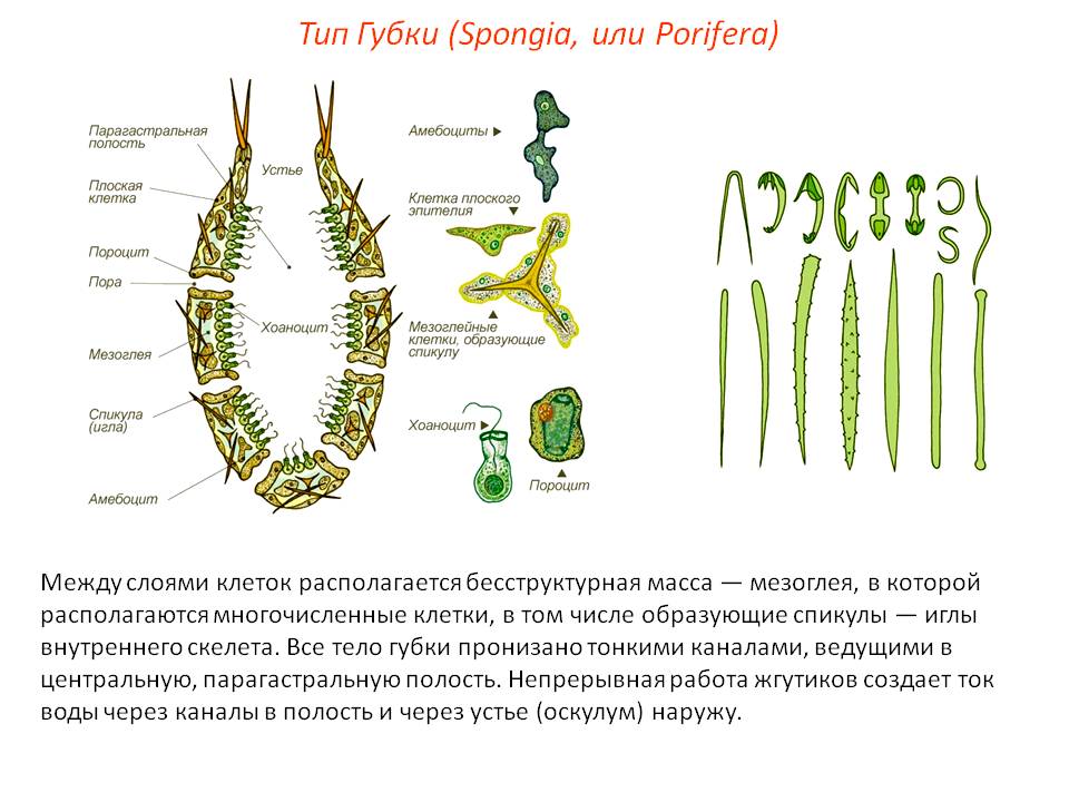 Актуальные ссылки на кракен тор